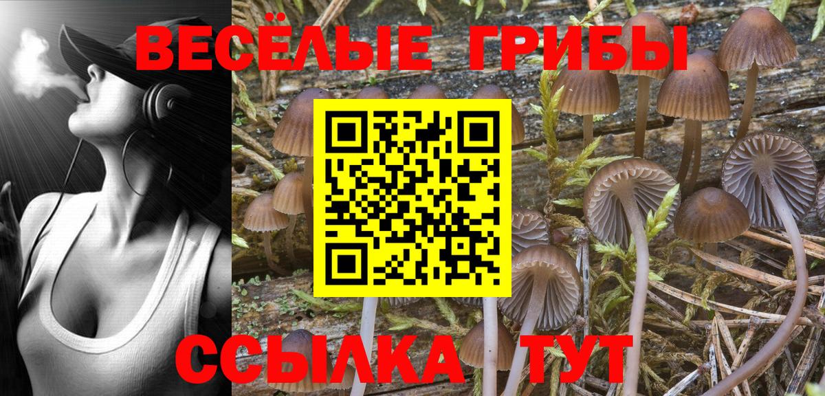 Псилоцибиновые грибы Cubensis Заречный
